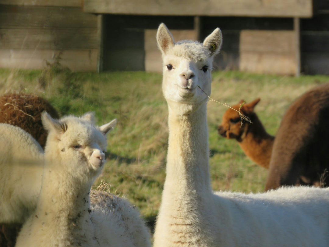 Laughing Llamas: Unleash Your Inner Llama and Embrace the Hilarious Path to Motivation!