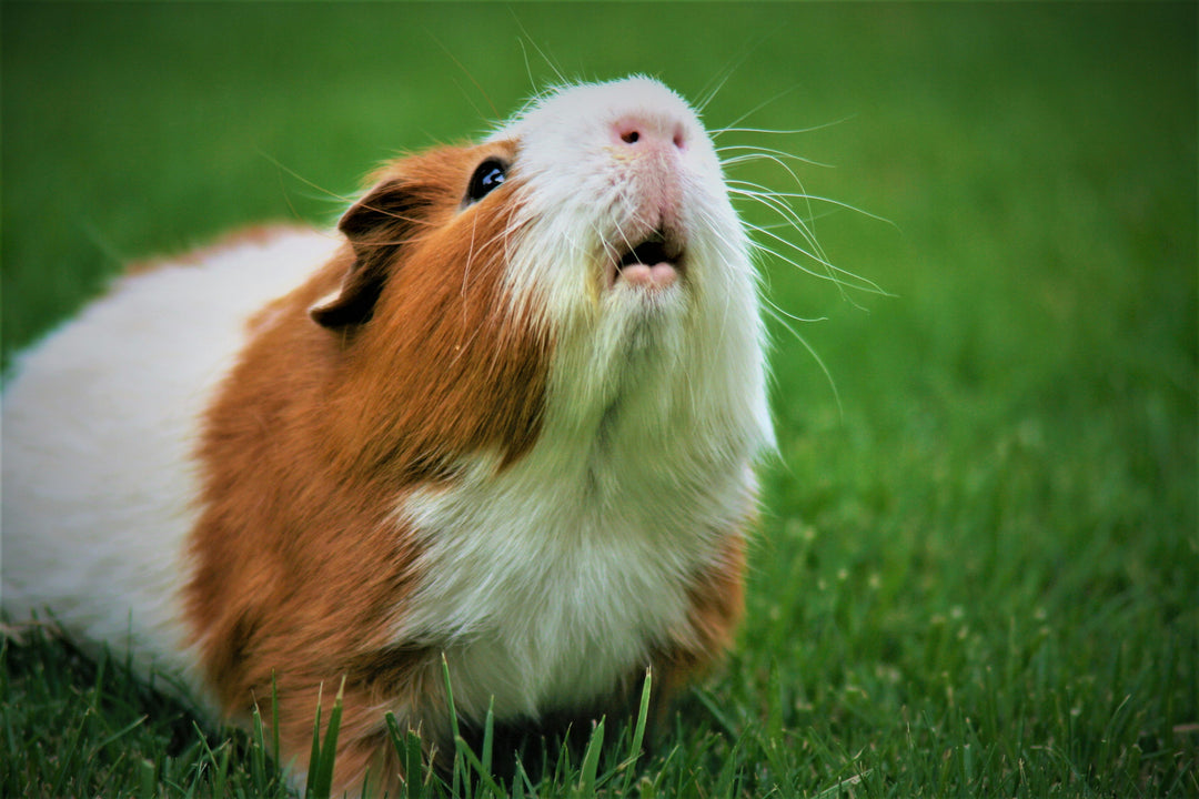 Unleash Your Inner Guinea Pig: 5 Ways to Hop, Wheek, and Pop Your Way to Inspiration and Motivation!