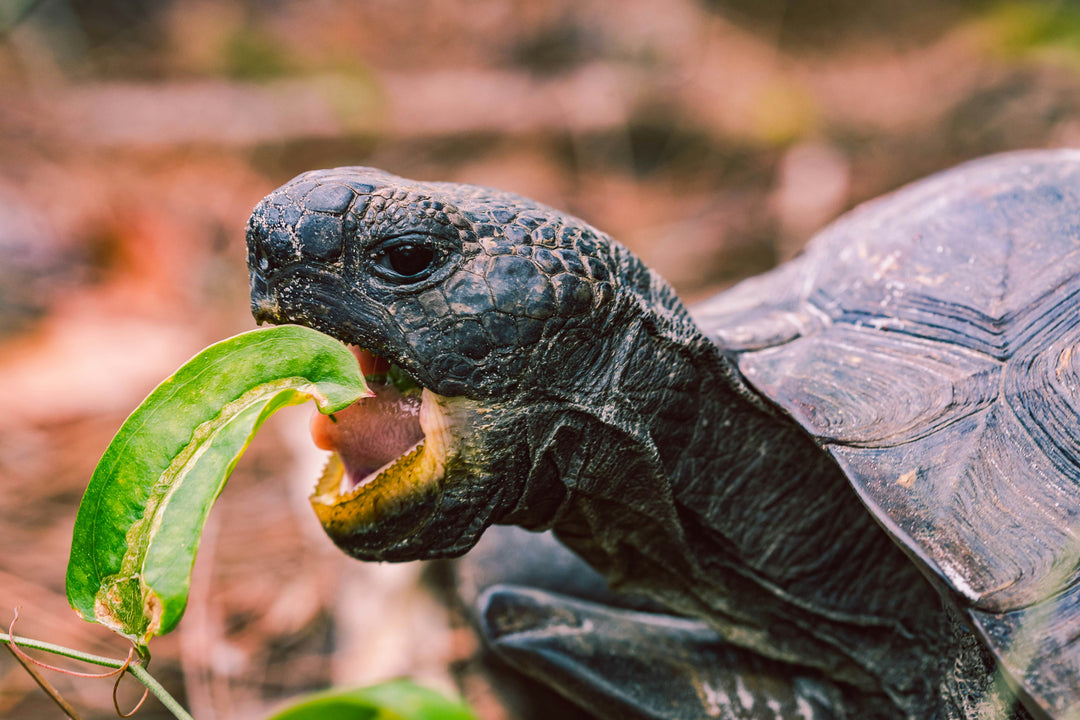 The Tortoise and the Hare: The Truth About Success (and Why Slow and Steady Wins the Race)