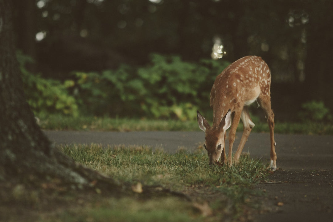 A young deer grazing at the edge of a forest