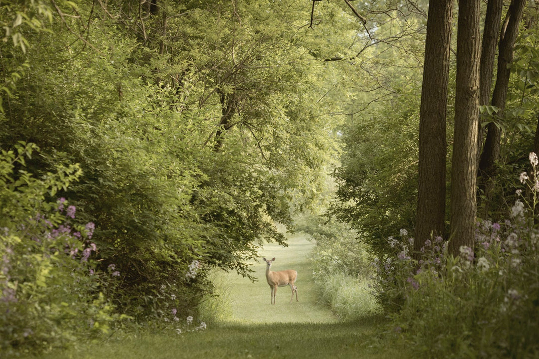 A green woodland glade with a deer in the distance