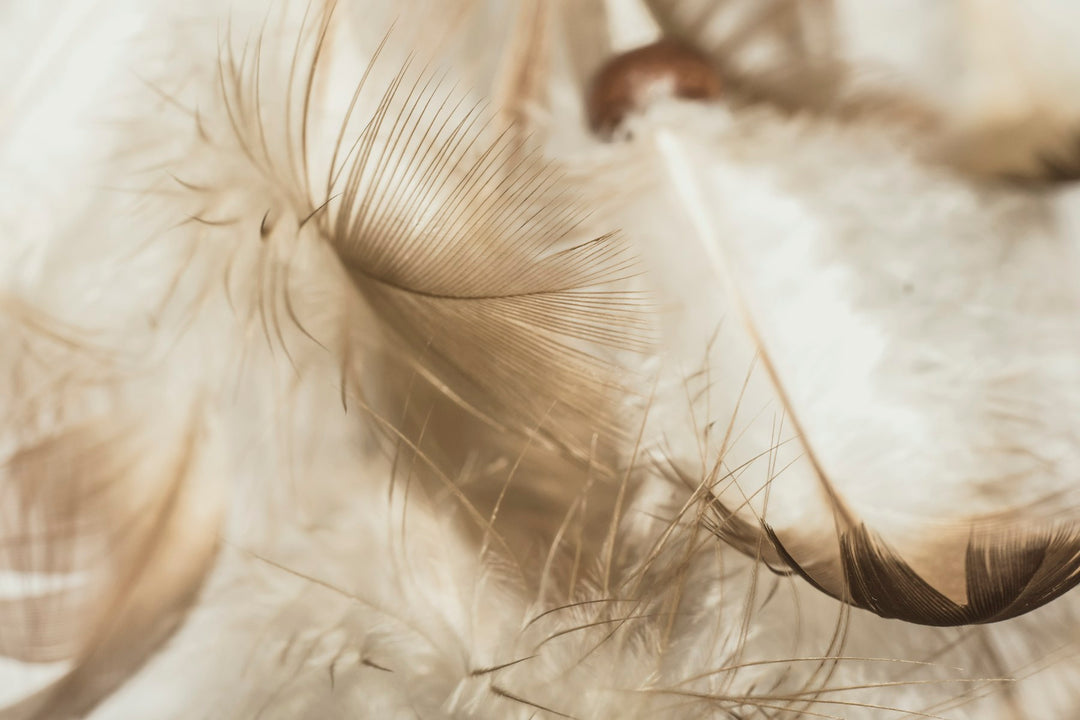 Close-up of soft, pale feathers