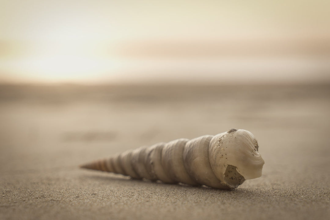A spiral seashell on the sand at sunset