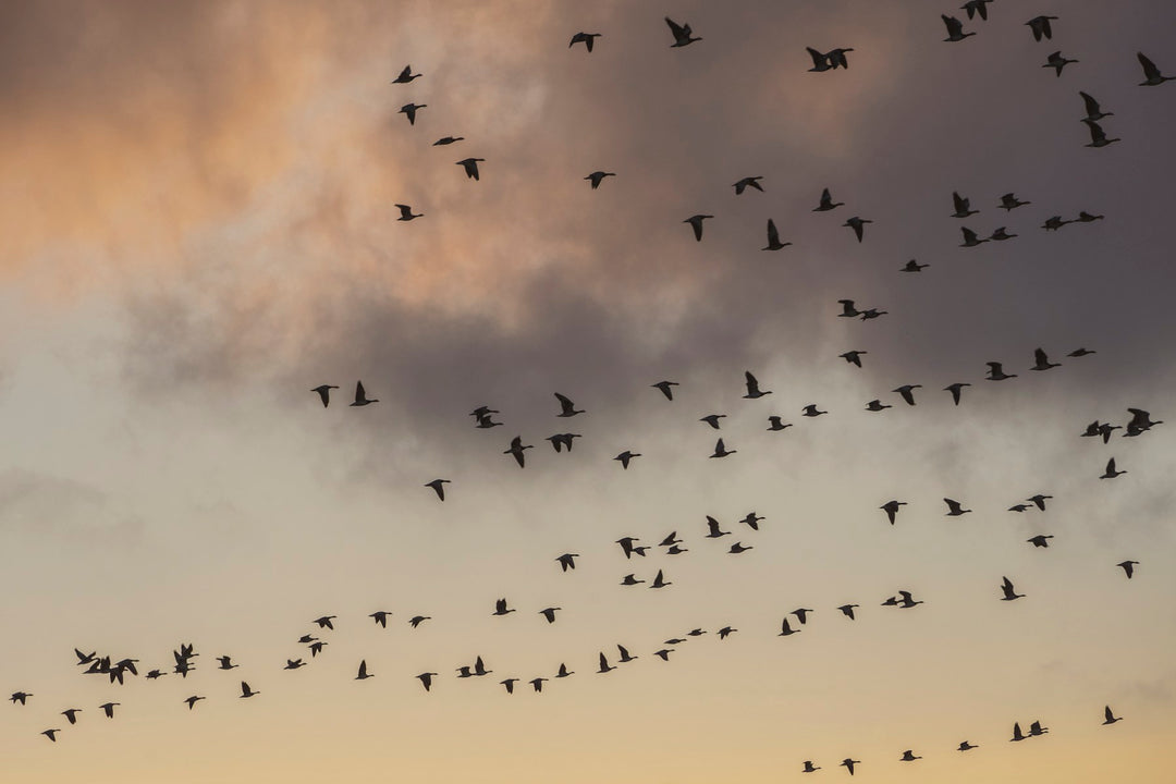 A flock of birds crossing a sunset sky