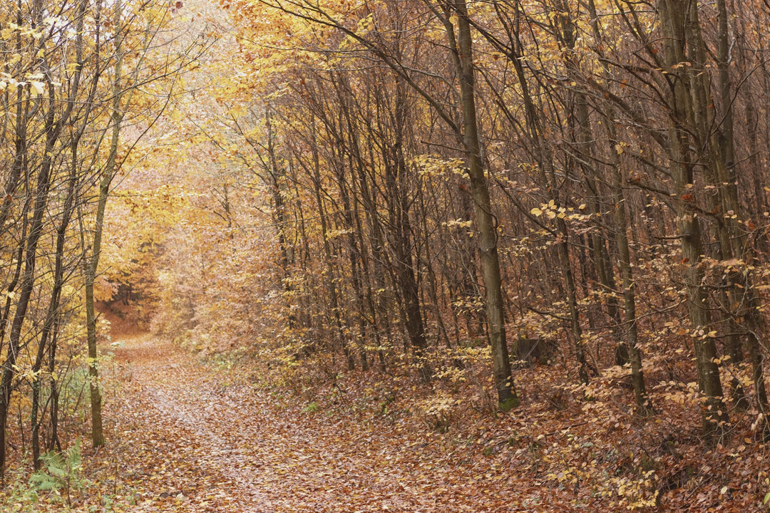 A leaf-covered path through an autumn forest