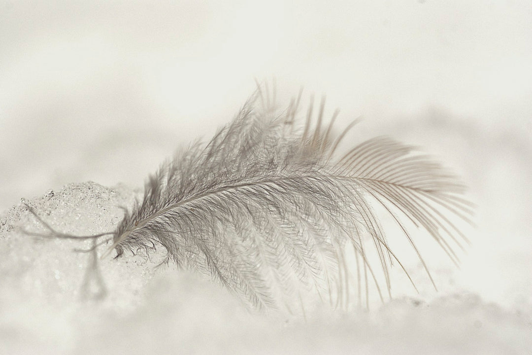A single white feather in soft light