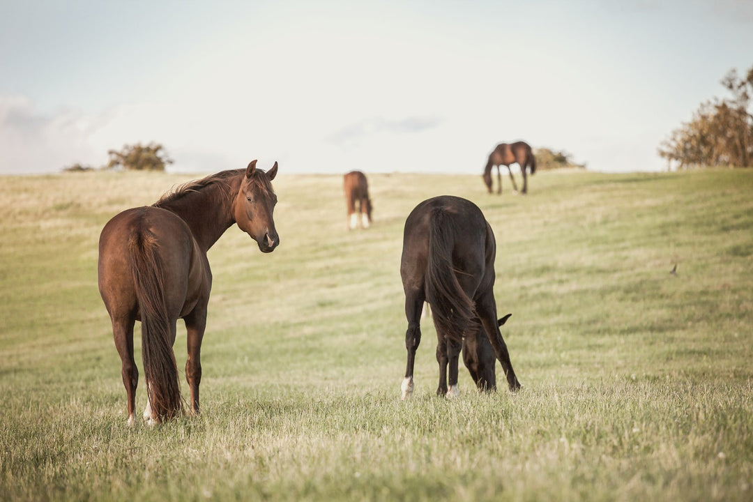 Horses grazing in a green field
