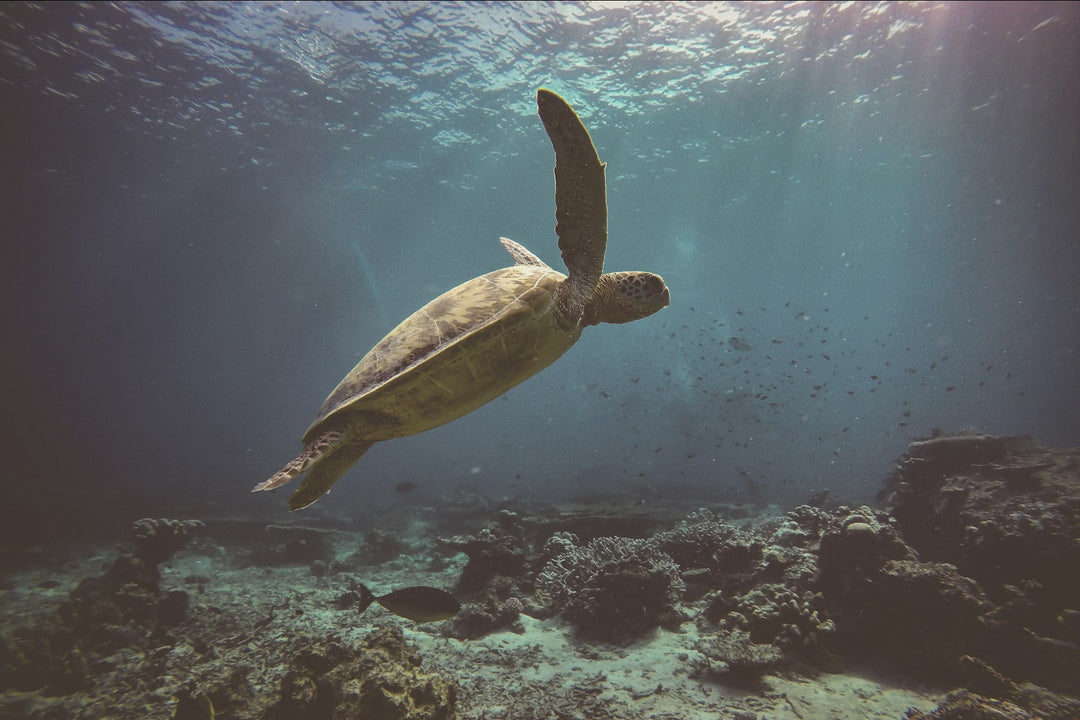 A sea turtle swimming above a reef