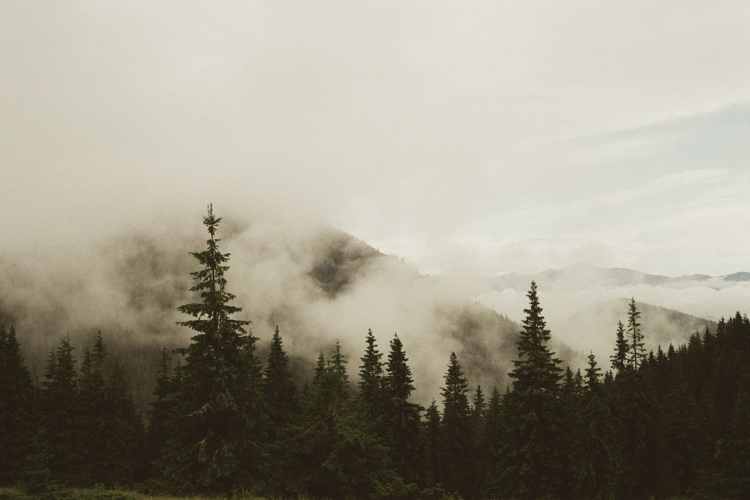 Fog drifting over a dark pine forest