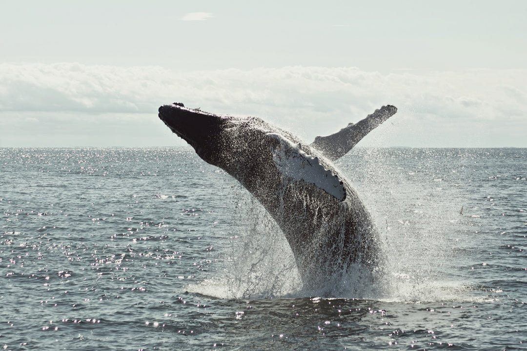 A whale breaching near the shore