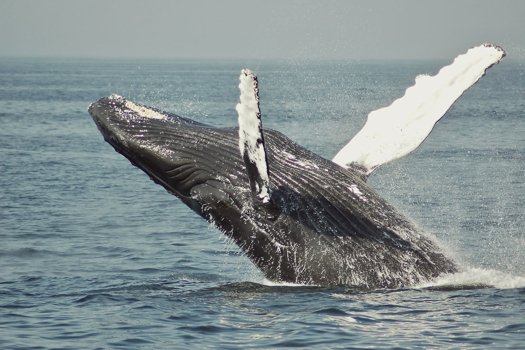 A humpback whale breaching the ocean surface