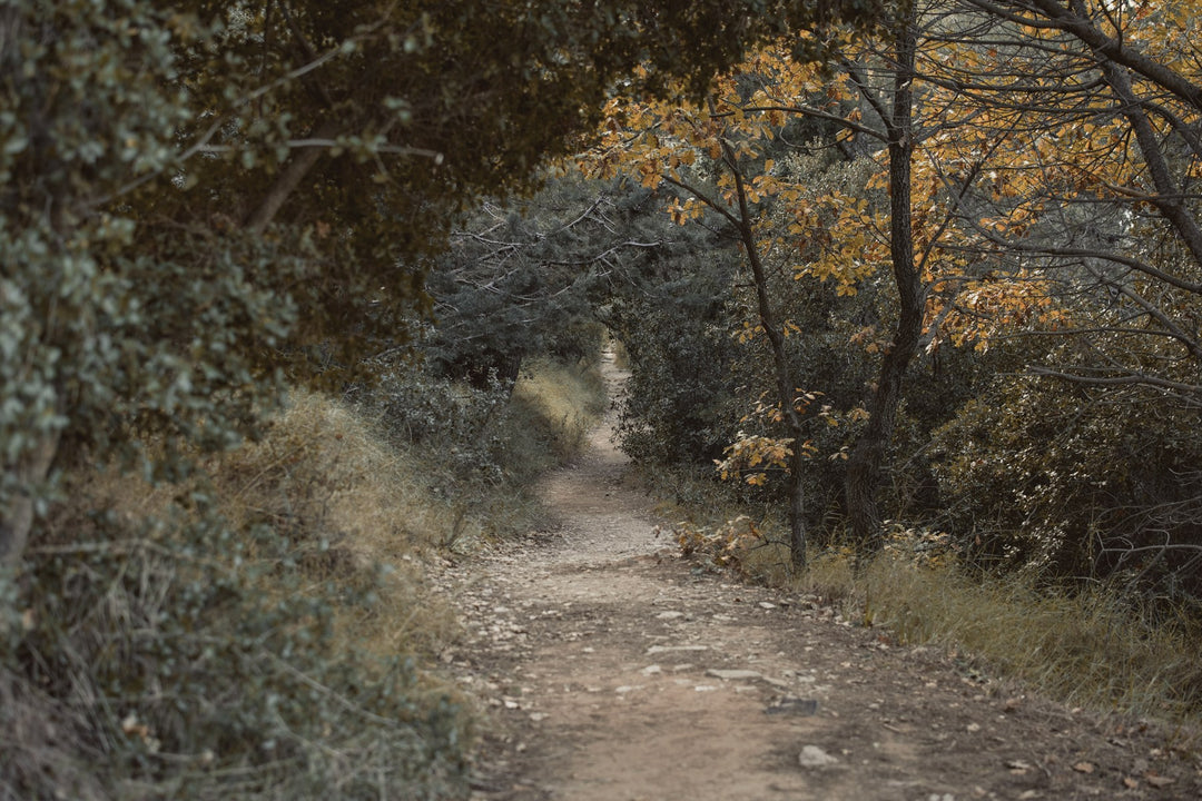 A narrow trail leading into a quiet wood