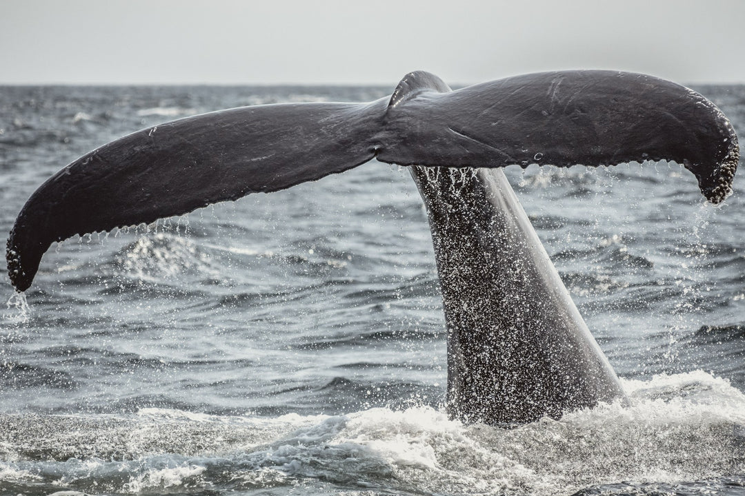 A whale's tail rising from the sea