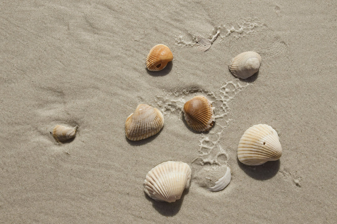 Small seashells scattered across pale sand
