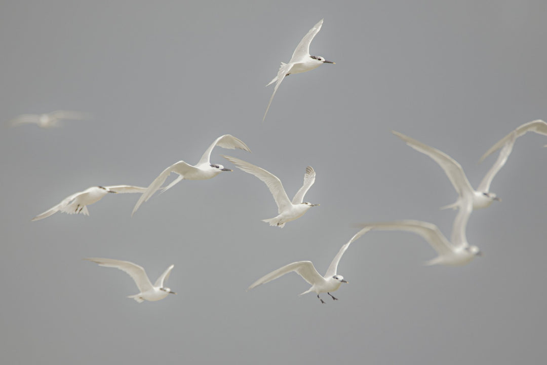 White birds in flight against a soft blue sky