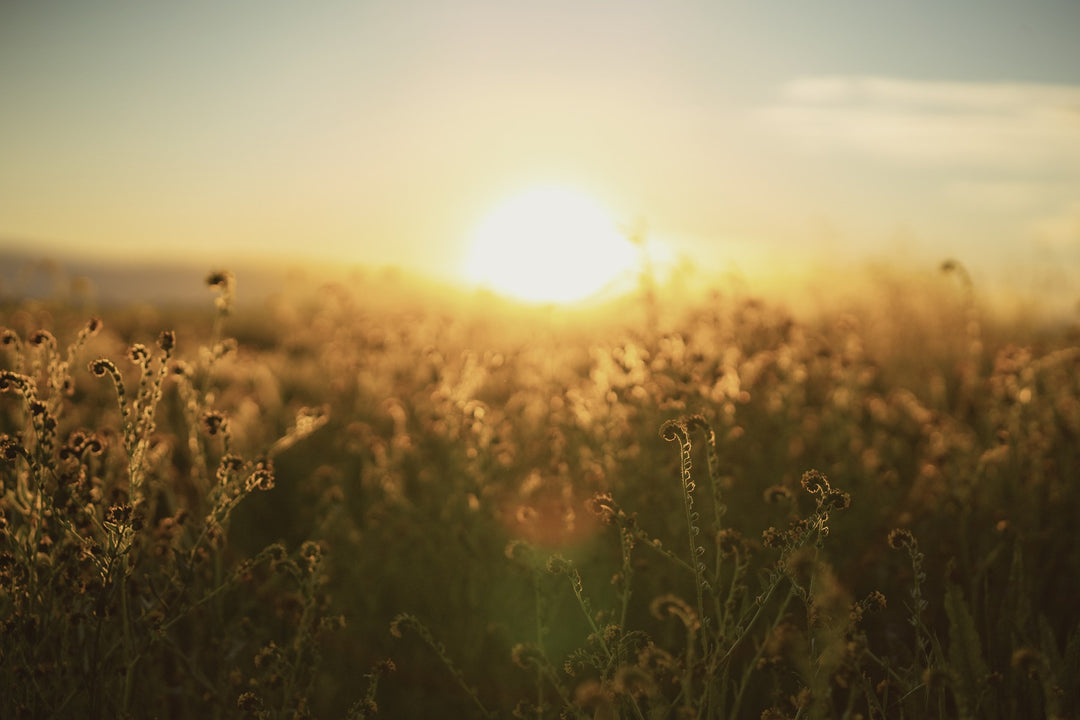 The sun setting over a golden field
