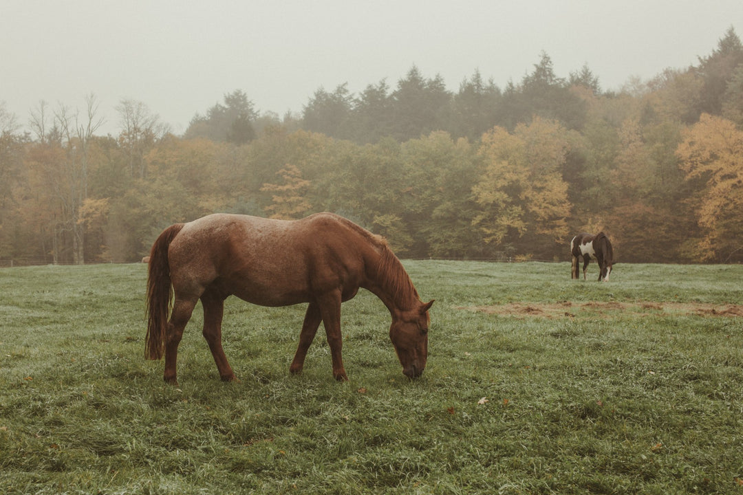 A horse grazing in an autumn meadow