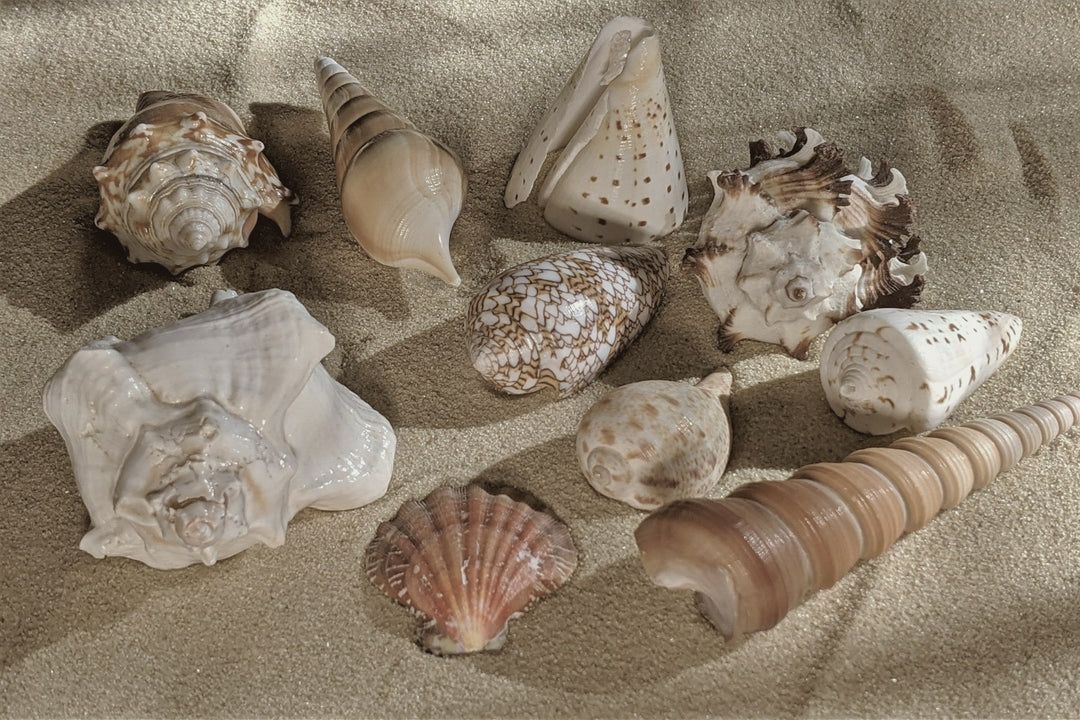 A collection of seashells gathered on a table