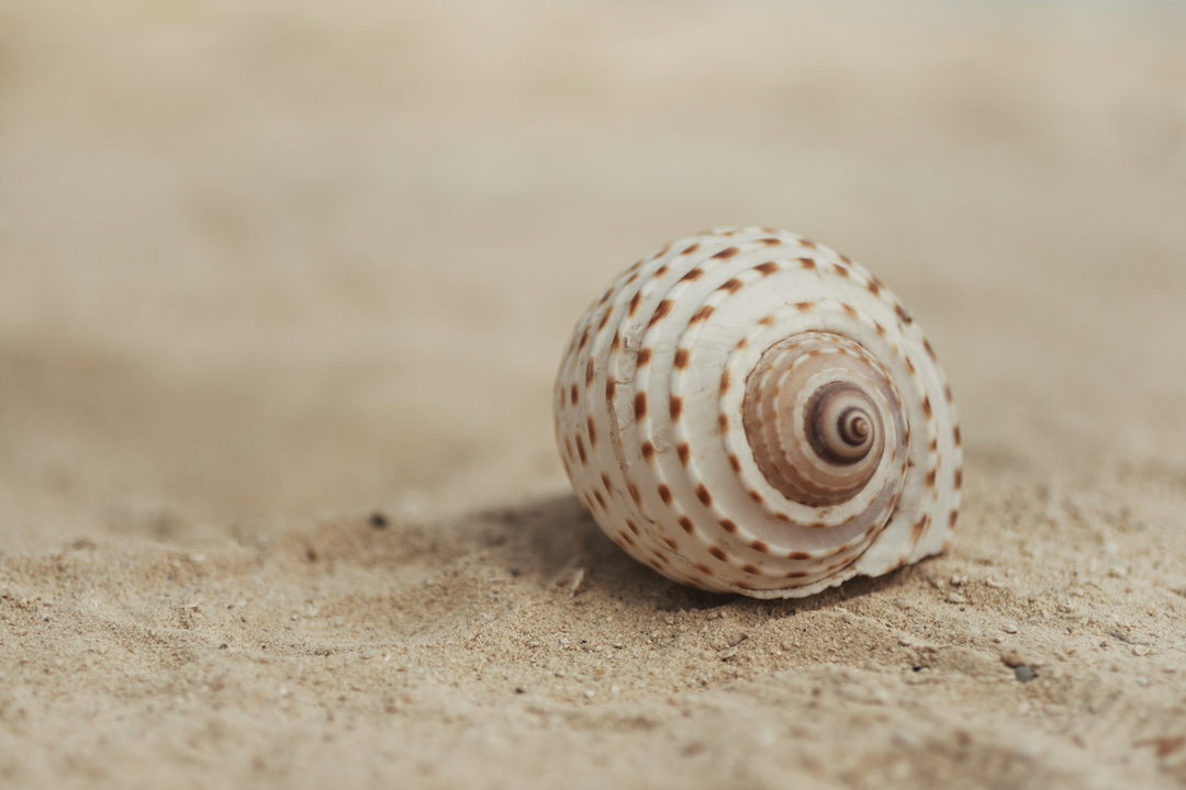 A spotted seashell on the sand