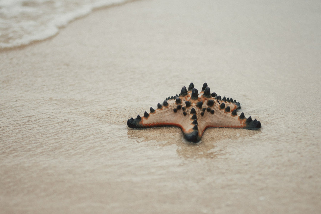 A small starfish on smooth sand