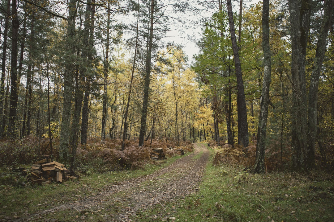 A quiet forest path in dappled light