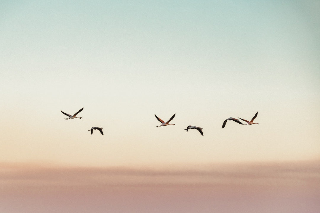 A small flock of birds crossing a pastel sunset sky