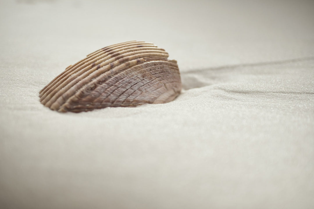 A single seashell resting on white sand