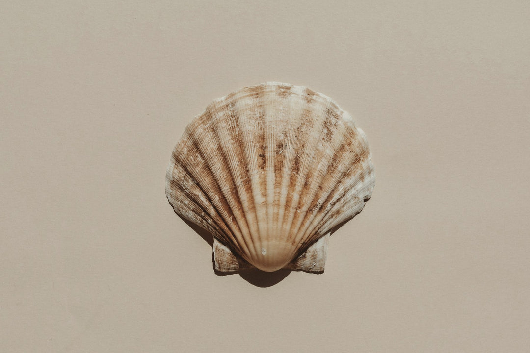 A single scallop shell on pale sand