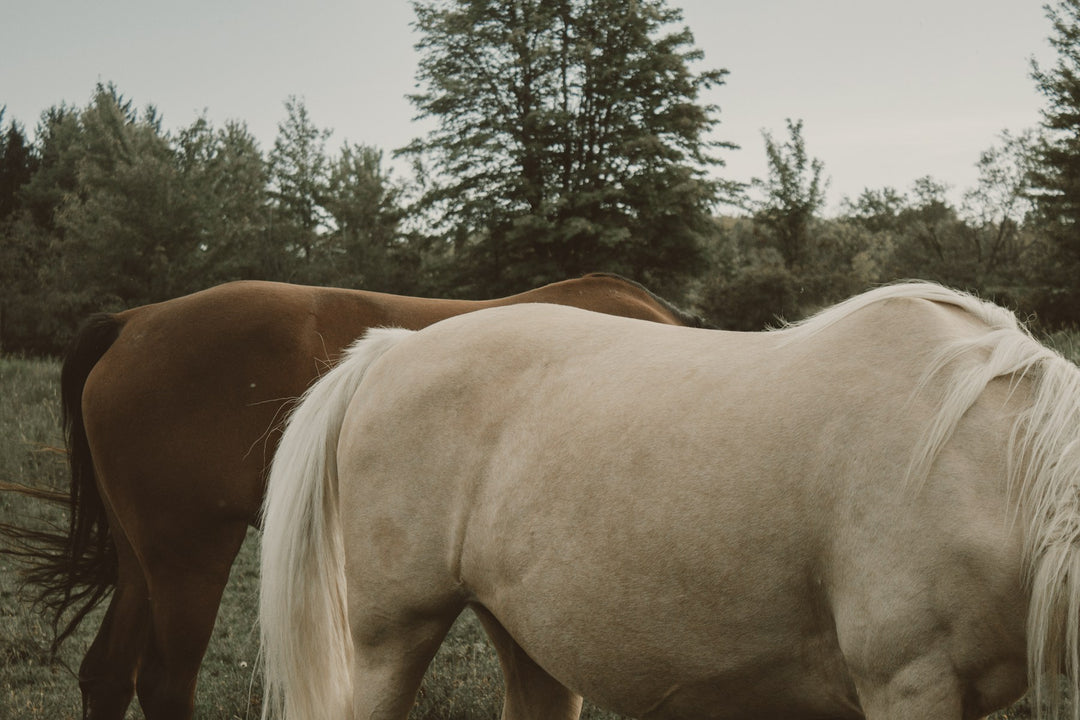 Two horses grazing close together