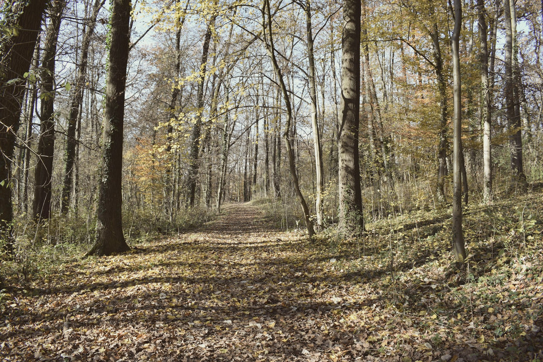 A sunlit trail through a spring forest