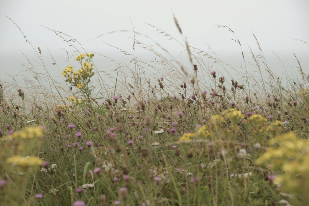 Tall grasses and wildflowers in a misty field