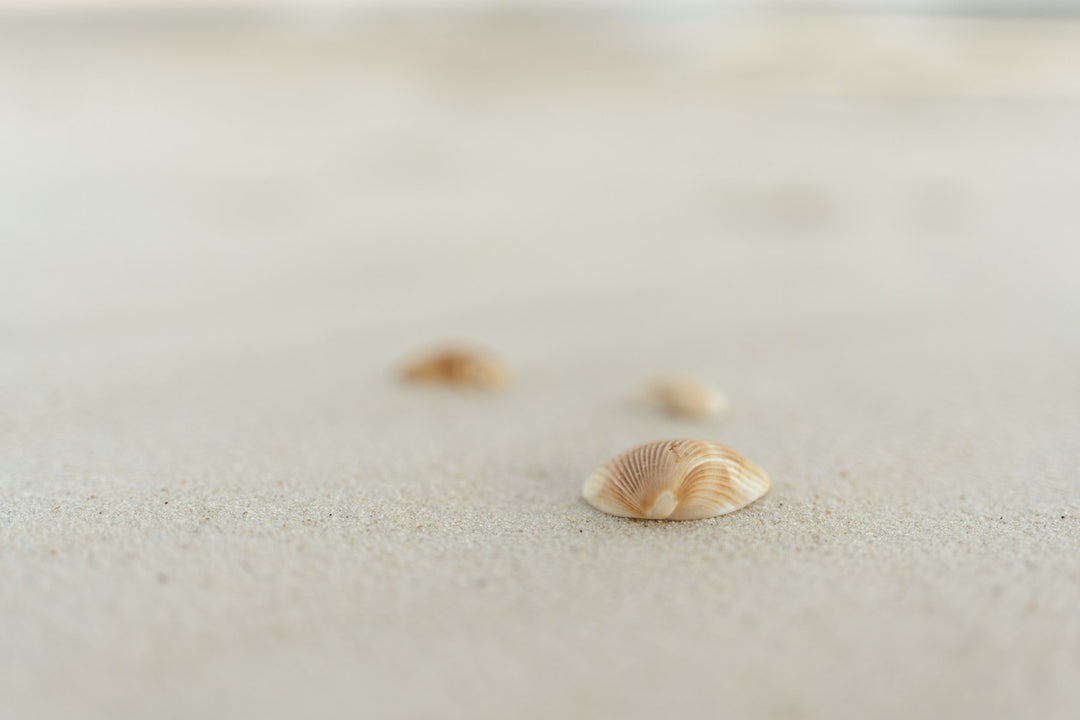 Tiny seashells on a pale beach