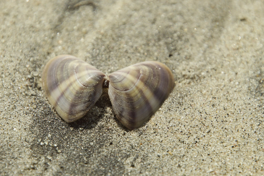 Two seashells resting on the sand