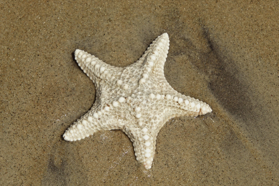 A starfish on sand