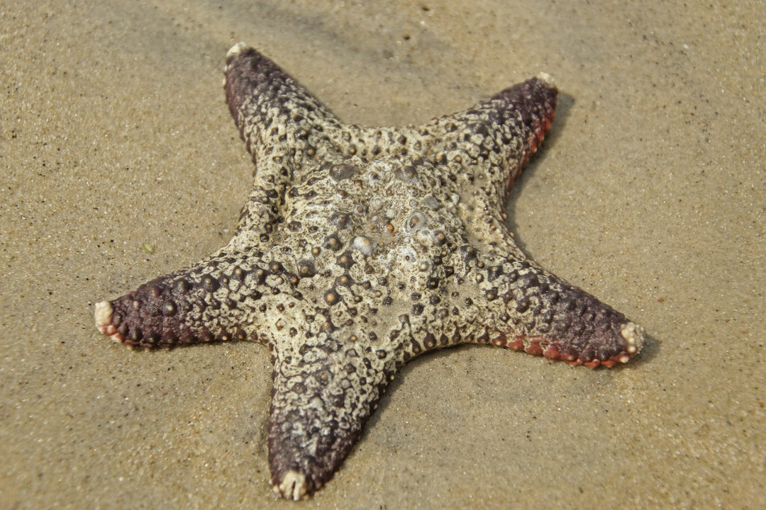 A starfish lying on golden sand