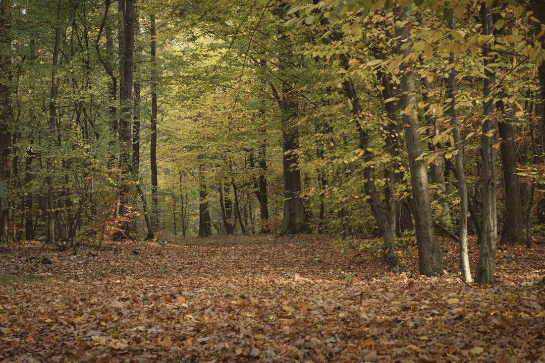 A forest path covered in fallen autumn leaves