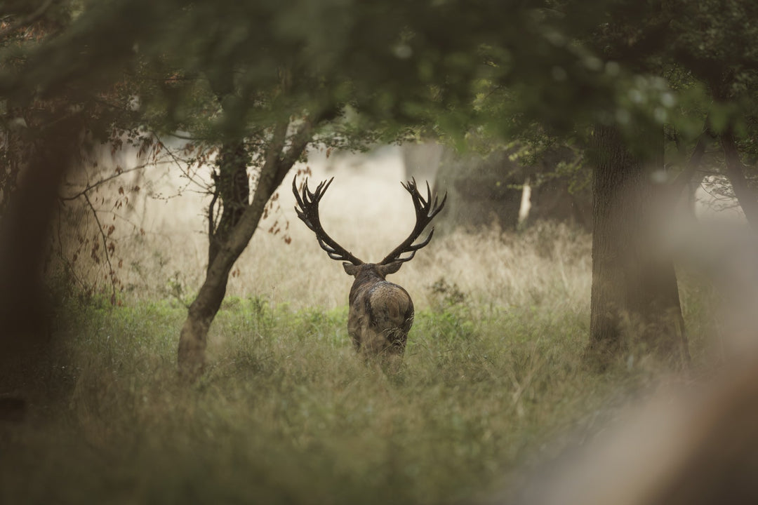 A stag standing in a misty forest clearing