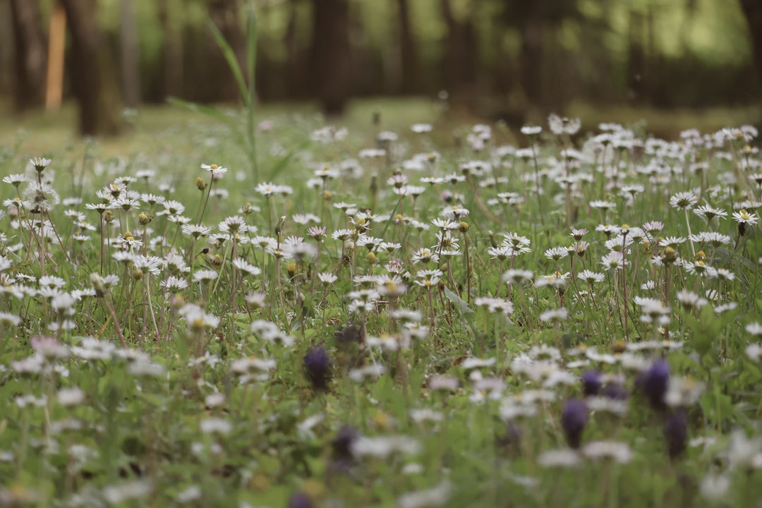 A meadow full of small wildflowers